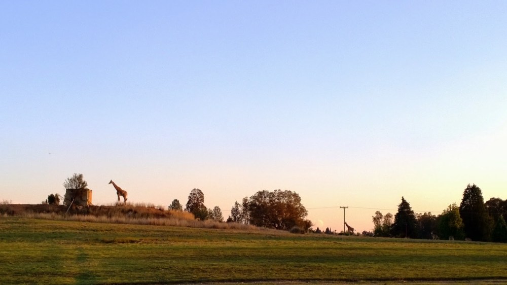Aaand one last giraffe picture in the sunset before we left