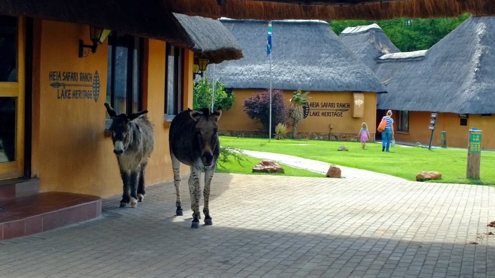 Finally saw a zonkey (zebra plus donkey)