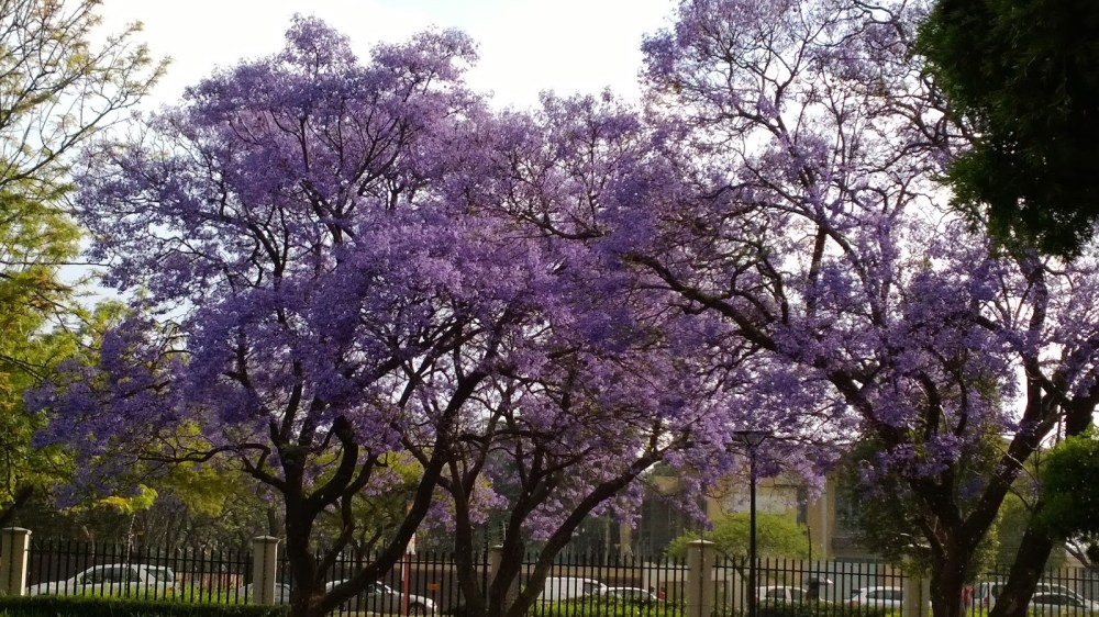 My new favourite tree – the jacaranda! Beautiful purple flowers