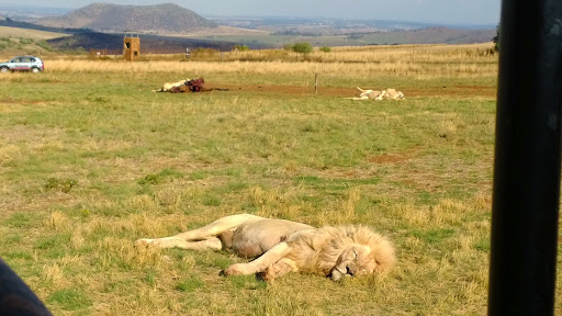 Sleepy lions after a big meal