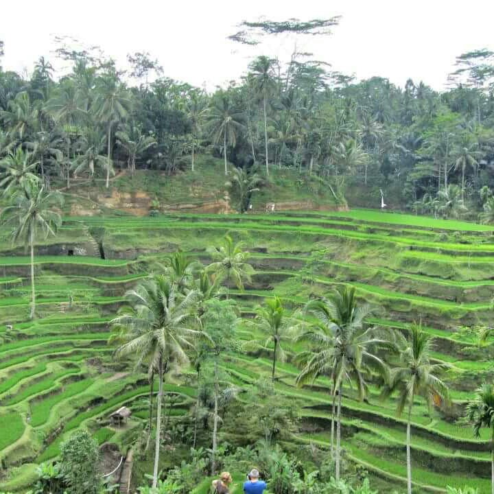 Rice terraces in Bali, Indonesia